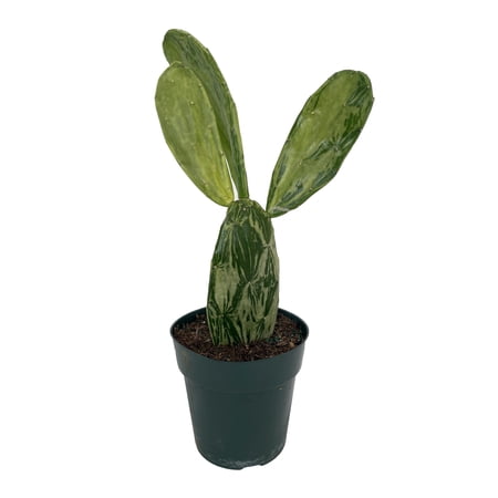 Warm Hand - Velvet Opuntia - Nopal Cactus -Opuntia cochenillifera-Edible-6" Pot