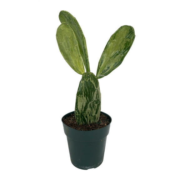 Warm Hand - Velvet Opuntia - Nopal Cactus -Opuntia cochenillifera-Edible-6" Pot