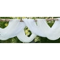 thumbnail image 1 of Warm Home Designs 55 Inches Wide x 8 Yard Long Beige Sheer Bulk Fabric for Wedding Arch Decorations or Crafts. AF Beige 288, 1 of 4