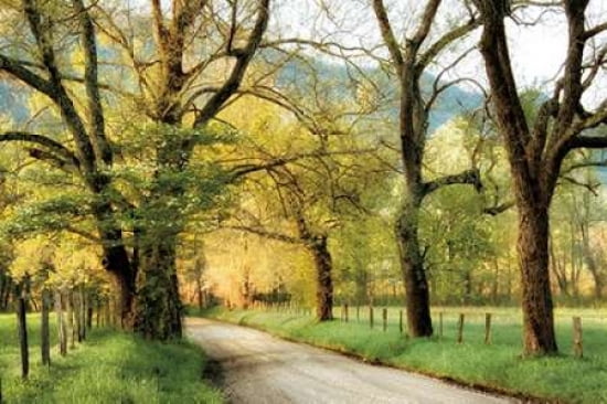 Warm Morning Light Canvas Art - D Burt (12 x 18)