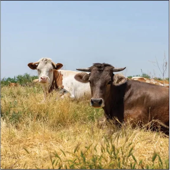 Nature's Seed Warm Season Cattle Pasture Seed Mix - 10 Lb