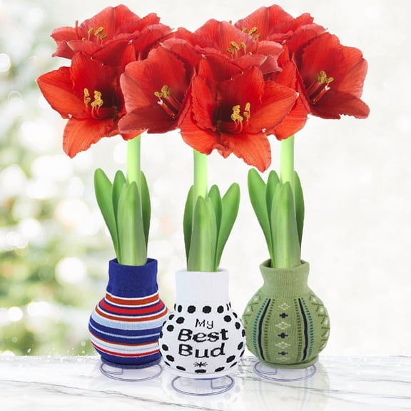 Warm Wishes Sweater Amaryllis Collection  3 Bulb Pack - My Best Bud Sweater Gift Plant  Easy Indoor Growing, No Soil or Water Needed  Red Amaryllis Flowers Bloom in 48 Weeks