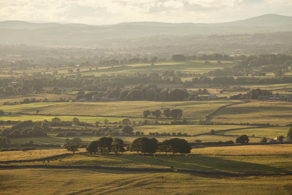 Warm evening light on the lush fertile Irish countryside County Meath Ireland Canvas Art - Peter McCabe Design Pics (19 x 12)