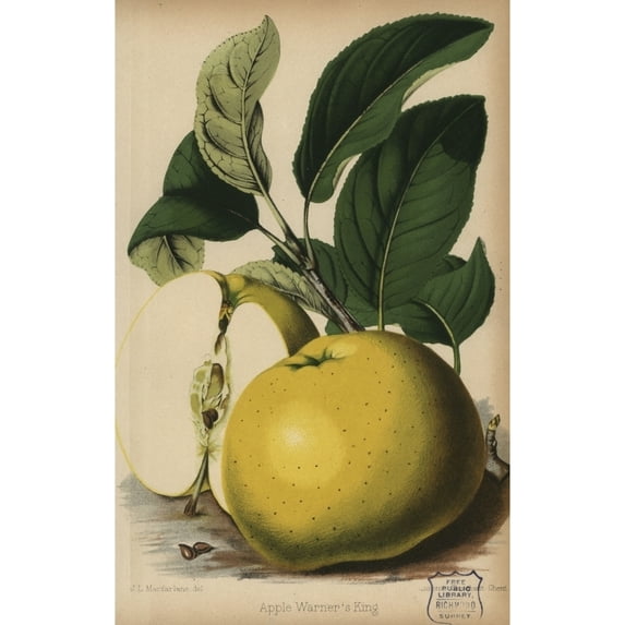 Warner'S King Apple Variety, Malus Domestica Poster Print By ® Florilegius Mary Evans (24 X 36)