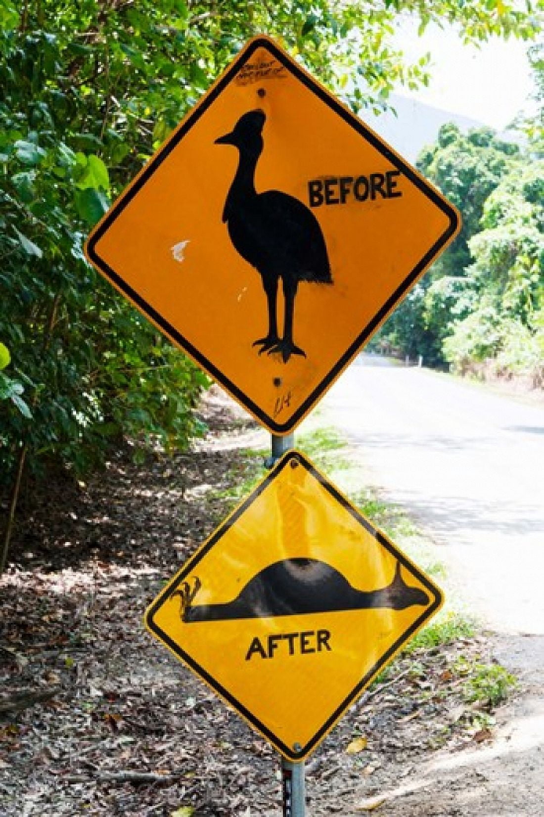 Warning sign at the roadside Cape Tribulation Queensland Australia Canvas Art - Panoramic Images (24 x 36)