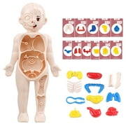 Waroomhouse Diy Organ Model Science Learning Toys for Kids Interactive Human Body Model Kit with 11 Analysis Cards Educational Diy Toy for Students Accessories