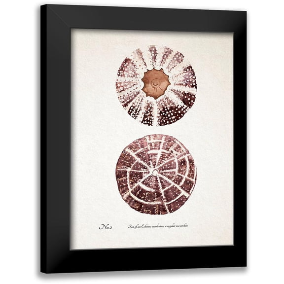 Warren, Annie 12x14 Black Modern Framed Museum Art Print Titled - Sienna Shell Collector II