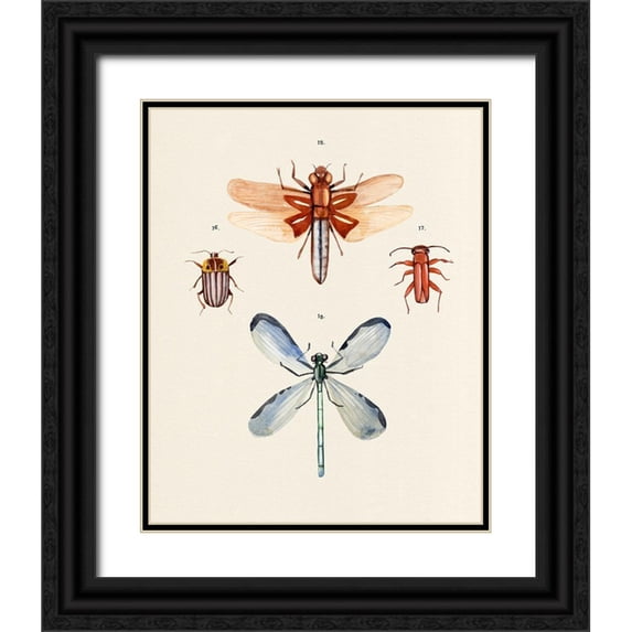 Warren, Annie 12x14 Black Ornate Wood Framed with Double Matting Museum Art Print Titled - Insect Varieties IV