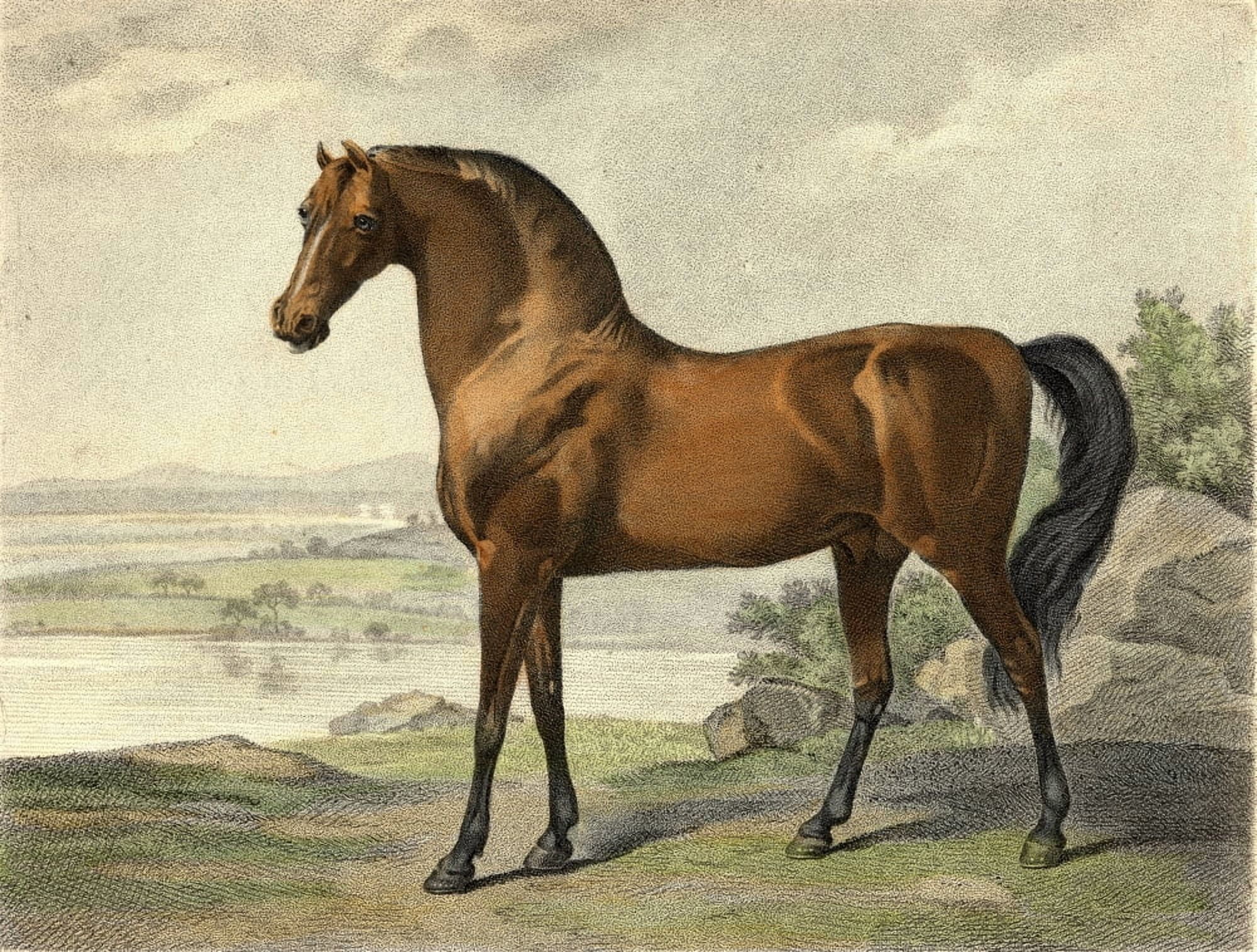Warren Hastings Arabian Drawn And Engraved By George Townly Stubbs Engraver To HRH The Prince Of Wales Canvas Art - Ken Welsh Design Pics (17 x 13)