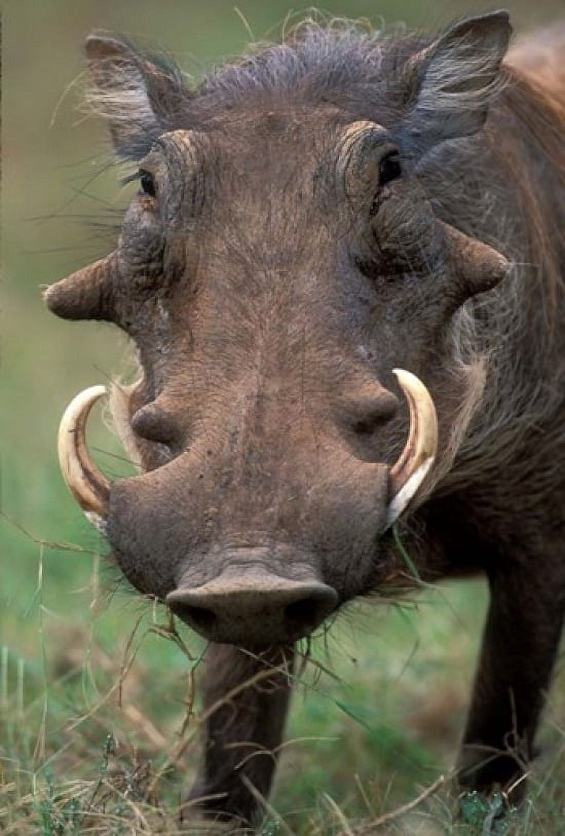 Warthog Displays Tusks Addo National Park South Africa Canvas Art - Paul Souders DanitaDelimont (24 x 36)