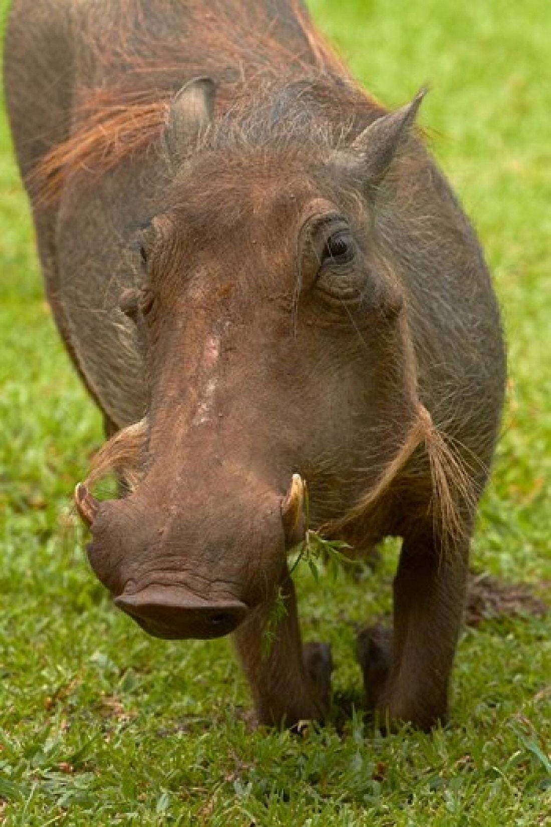 Warthog Kruger National Park South Africa Canvas Art - David Wall DanitaDelimont (24 x 35)