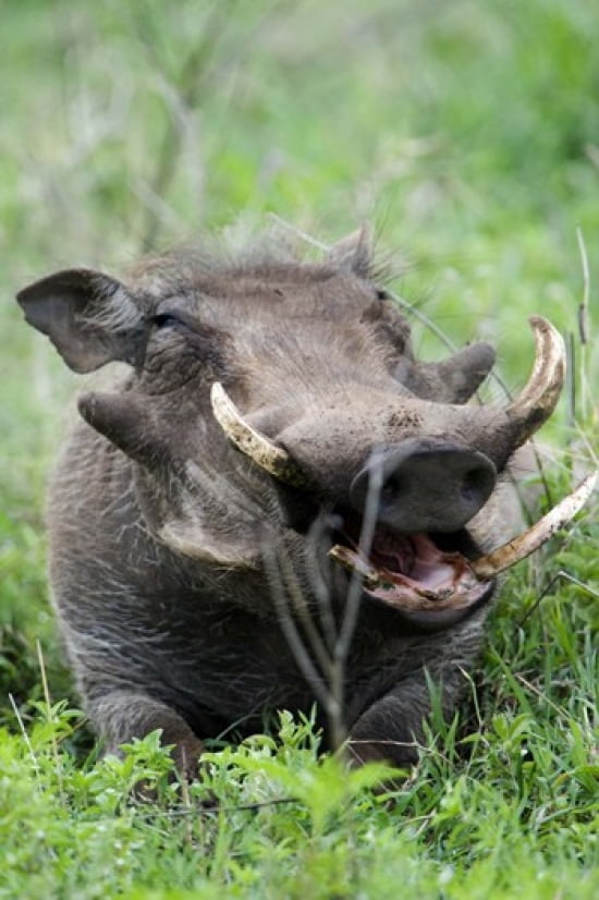 Warthog (Phacochoerus aethiopicus) in a field Ngorongoro Crater Ngorongoro Tanzania Canvas Art - Panoramic Images (16 x 24)
