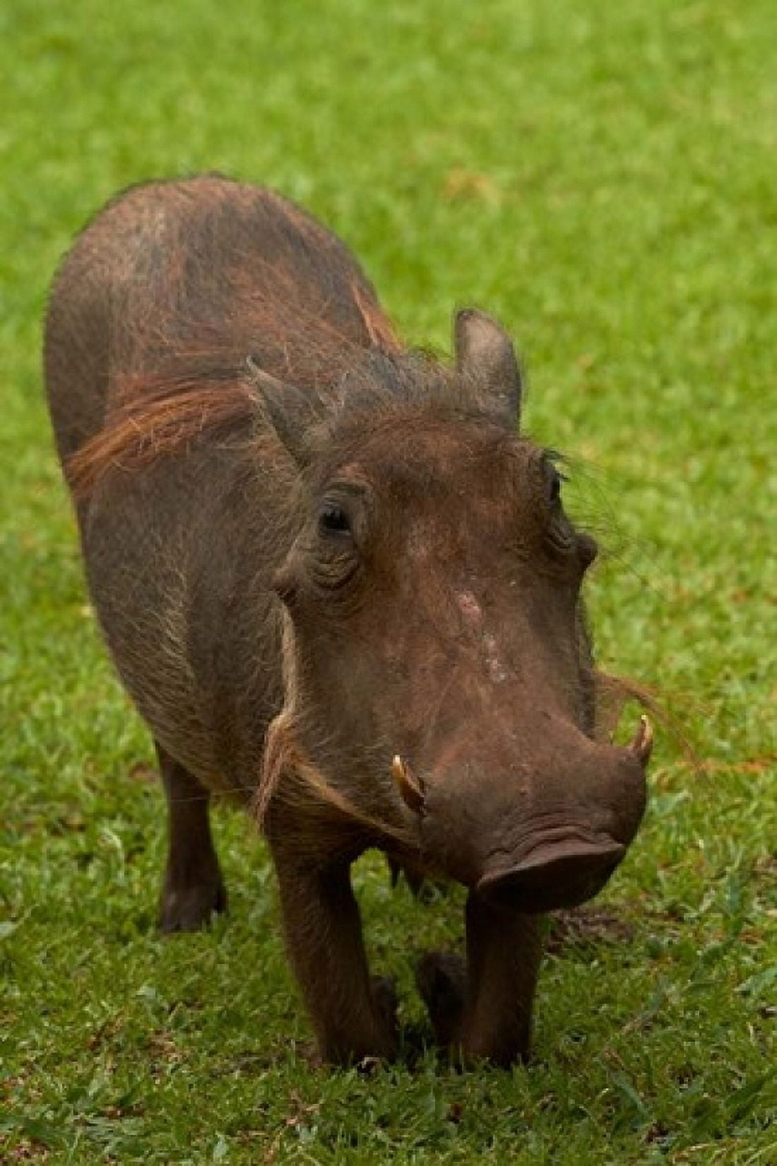 Warthog Phacochoerus africanus Kruger NP South Africa Canvas Art - David Wall DanitaDelimont (12 x 17)