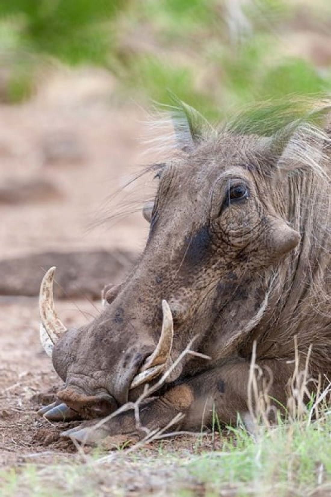 Warthog Tsavo-West Kenya Canvas Art - Martin Zwick DanitaDelimont (17 x 25)