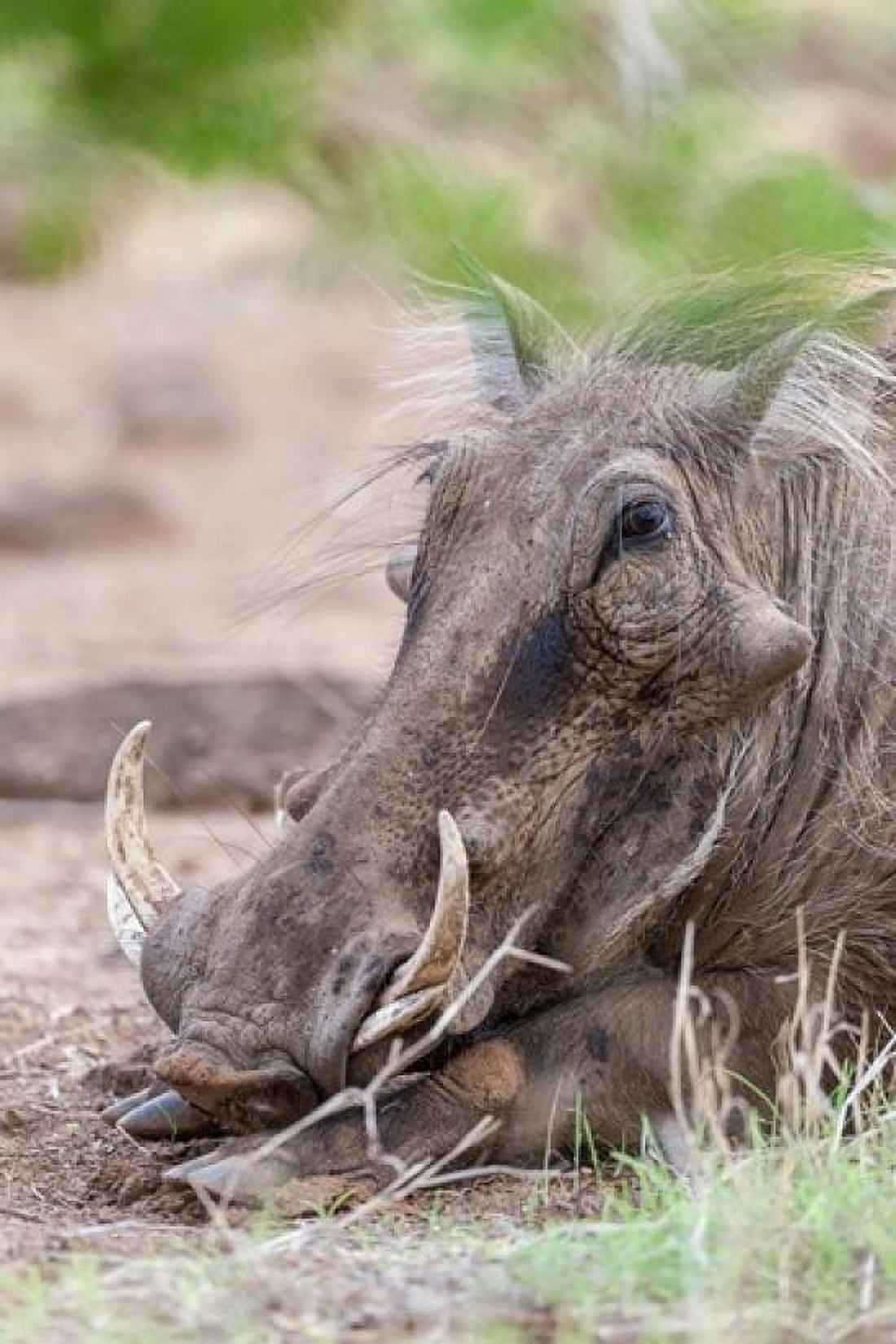 Warthog Tsavo-West Kenya Canvas Art - Martin Zwick DanitaDelimont (24 x 36)