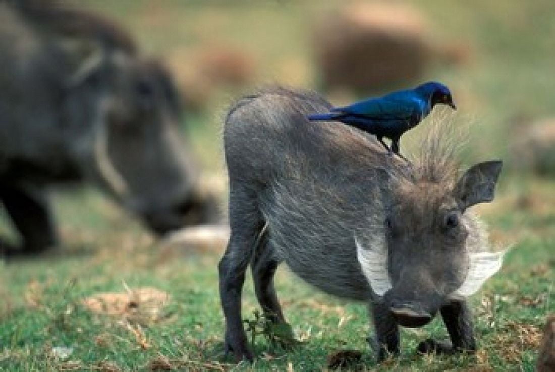 Warthog and Blue-Eared Starling Pilanesburg Gr South Africa Canvas Art - Paul Souders DanitaDelimont (36 x 24)