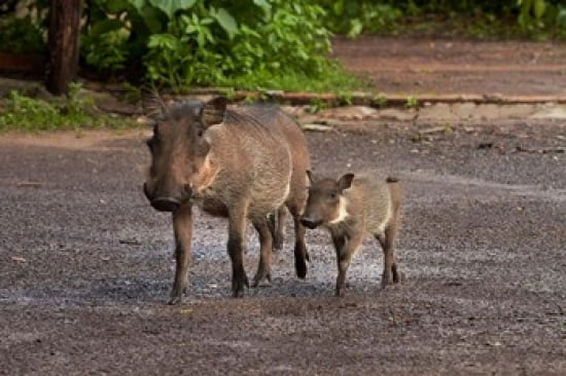 Warthog and babies Chobe Safari Lodge Kasane Botswana Africa Canvas Art - David Wall DanitaDelimont (24 x 15)