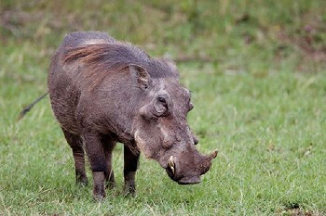 Warthog wildlife Maasai Mara Kenya Canvas Art - Adam Jones DanitaDelimont (24 x 15)