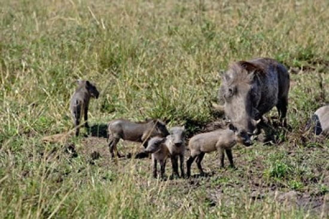 Warthog with babies Masai Mara Game Reserve Kenya Canvas Art - Adam Jones DanitaDelimont (35 x 23)
