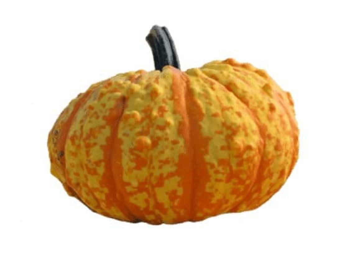 Warty Gnome Mini Pumpkin Seeds for Planting (10 Seeds) Ships from