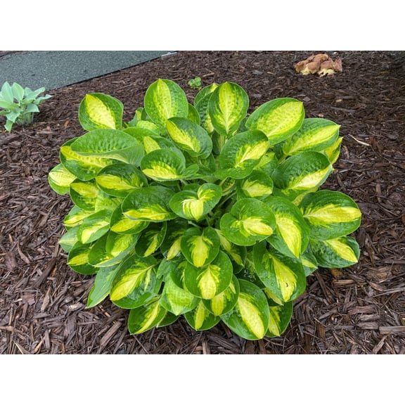 Warwick Comet Hosta - 4" Pot - New