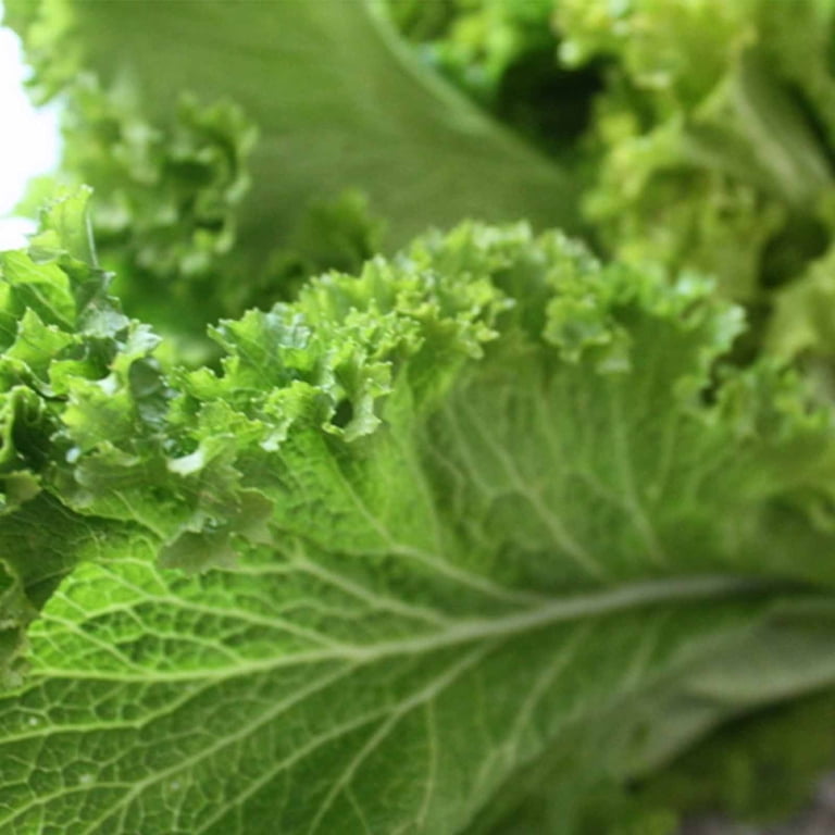 Southern Giant Curled Mustard Greens Heirloom Seeds - Polska Southern Giant Curled Mustard Greens Heirloom Seeds - Polska