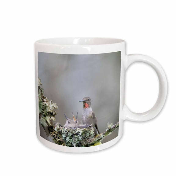 3drose, Washington. Adult Female Annas Hummingbird at Cup Nest with Chicks., 11oz Mug