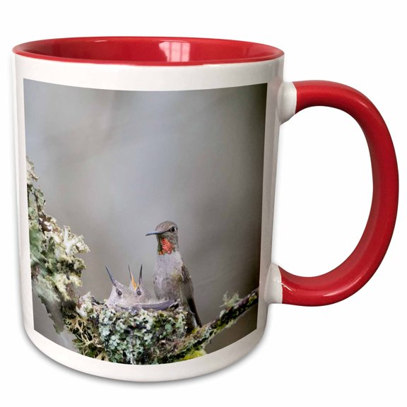 3drose, Washington. Adult Female Annas Hummingbird at Cup Nest with Chicks., 11oz Two-tone Red Mug