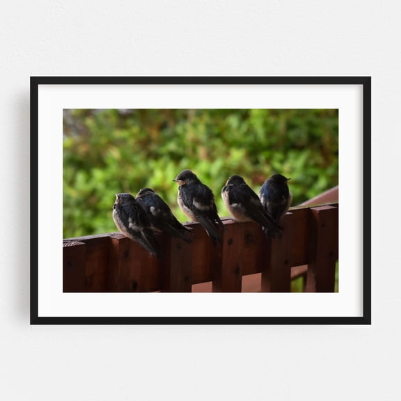 Washington Barn Swallow Juveniles Anticipating Flight - Ocean Shores Washington Photography Bird Wildlife Nature Animal Woodland Scenic Winter Black Framed Wall Art Print 16 x 24 inches