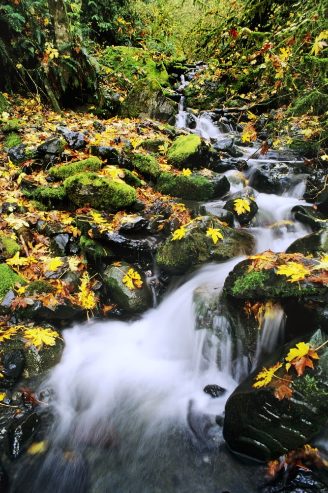 Washington Cascade Mountains Mount Baker Snoqualmie National Forest Fossil Creek In Autumn Canvas Art - Greg Vaughn Design Pics (11 x 17)