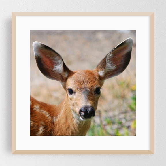 Washington Curious Encounter With Fawn - Ocean Shores Washington Photography Deer Wildlife Animal Nature Woodland Portrait Forest Oak Framed Wall Art Print 16 x 16 inches