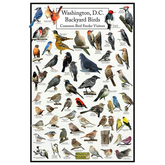 Washington, D.C.'s Backyard Birds Poster - Washington, D.C. Bird Chart Highlighting Birds At Your Bird Feeder