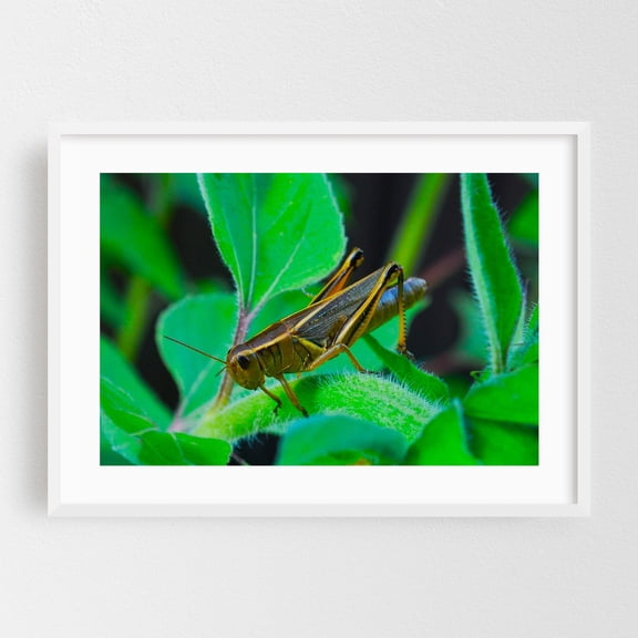 Washington Leafy Lurker - Ocean Shores Washington Photography Insect Nature Wildlife Botanical Garden Scenic Animal White Framed Wall Art Print 5 x 7 inches