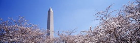 Washington Monument behind cherry blossom trees Washington DC USA Canvas Art - Panoramic Images (36 x 12)