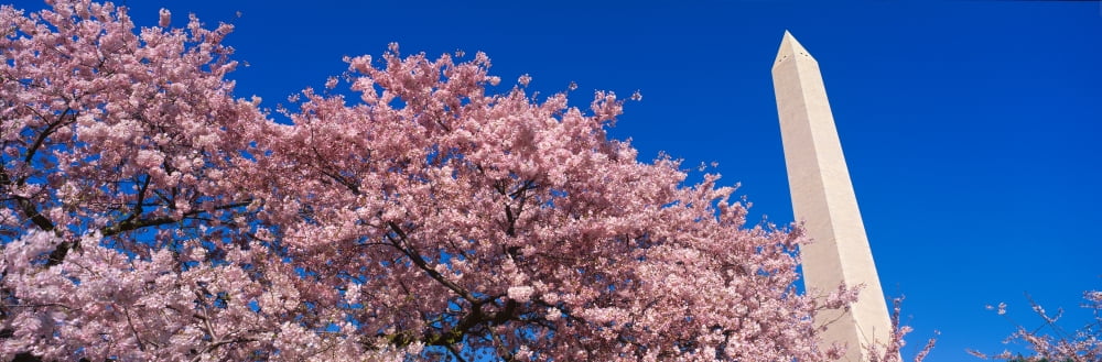 Washington Monument & spring cherry blossoms Canvas Art - Panoramic Images (27 x 9)