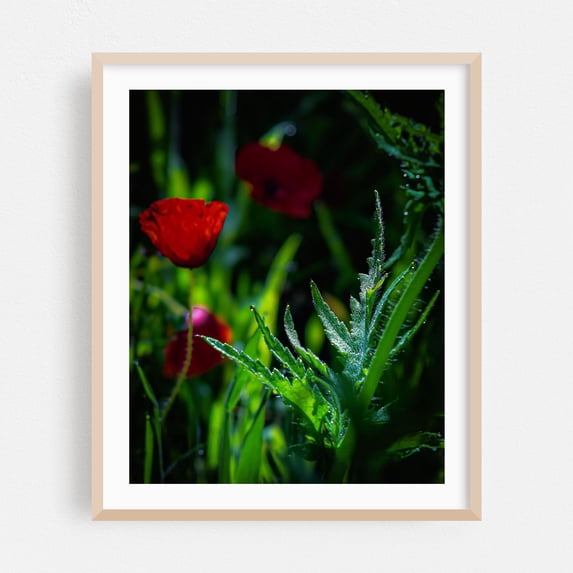 Washington Morning Poppy Glow - Ocean Shores Washington Photography Floral Nature Botanical Garden Moody Mystical Summer Oak Framed Wall Art Print 12 x 16 inches