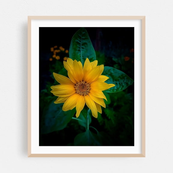 Washington Morning Sunflower Radiance - Photography Flowers Botanical Floral Garden Nature Summer Scenic Oak Framed Wall Art Print 9 x 12 inches