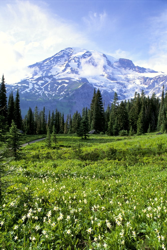 Washington Mt Rainier National Park Avalanche Lilies In Meadow Along Nisqually Vista Trail Canvas Art - Greg Vaughn Design Pics (12 x 19)