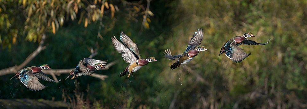Washington State A male Wood Duck (Aix sponsa) flight sequence Seattle Digital composite by Gary Luhm (24 x 8) - image 1 of 1