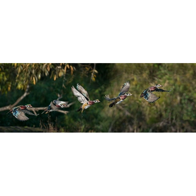Washington State A male Wood Duck (Aix sponsa) flight sequence Seattle Digital composite by Gary Luhm (24 x 8)