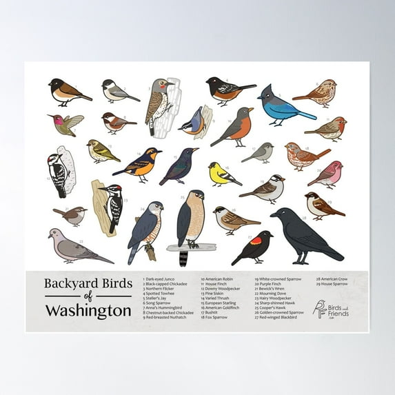 Washington State - Backyard Birds Of Washington Field Guide Print - Bird Art - Birdsandfriends.Co Poster Wall Art, Modern Wall Decor For Living Room Bedroom, 24x36 UNFRAMED