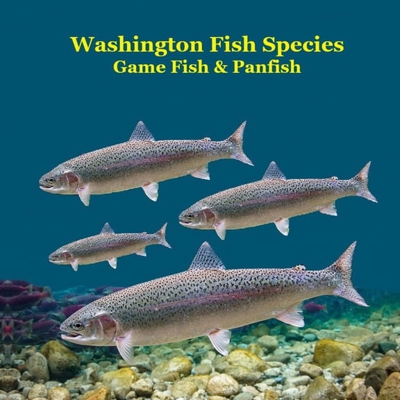 Washington State Game Fish and Panfish Species Kids Book: Great Book About the Different Types of Fish in Washington Sta, (Paperback)