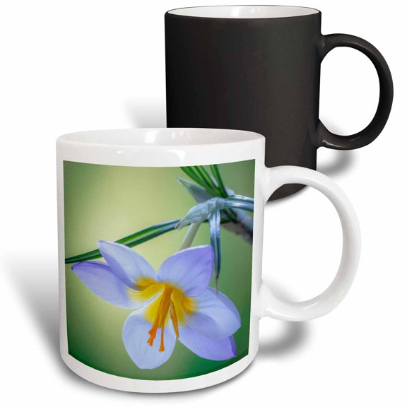 3drose, Washington State, Seabeck. Crocus Blossom in Spring 2, 11oz Magic Transforming Mug