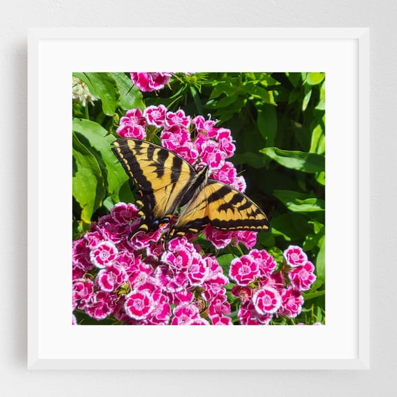 Washington Tiger Swallowtail Butterfly Rests Blooms - Ocean Shores Washington Photography Butterfly Flowers Floral Nature Garden Wildlife Insect White Framed Wall Art Print 10 x 10 inches