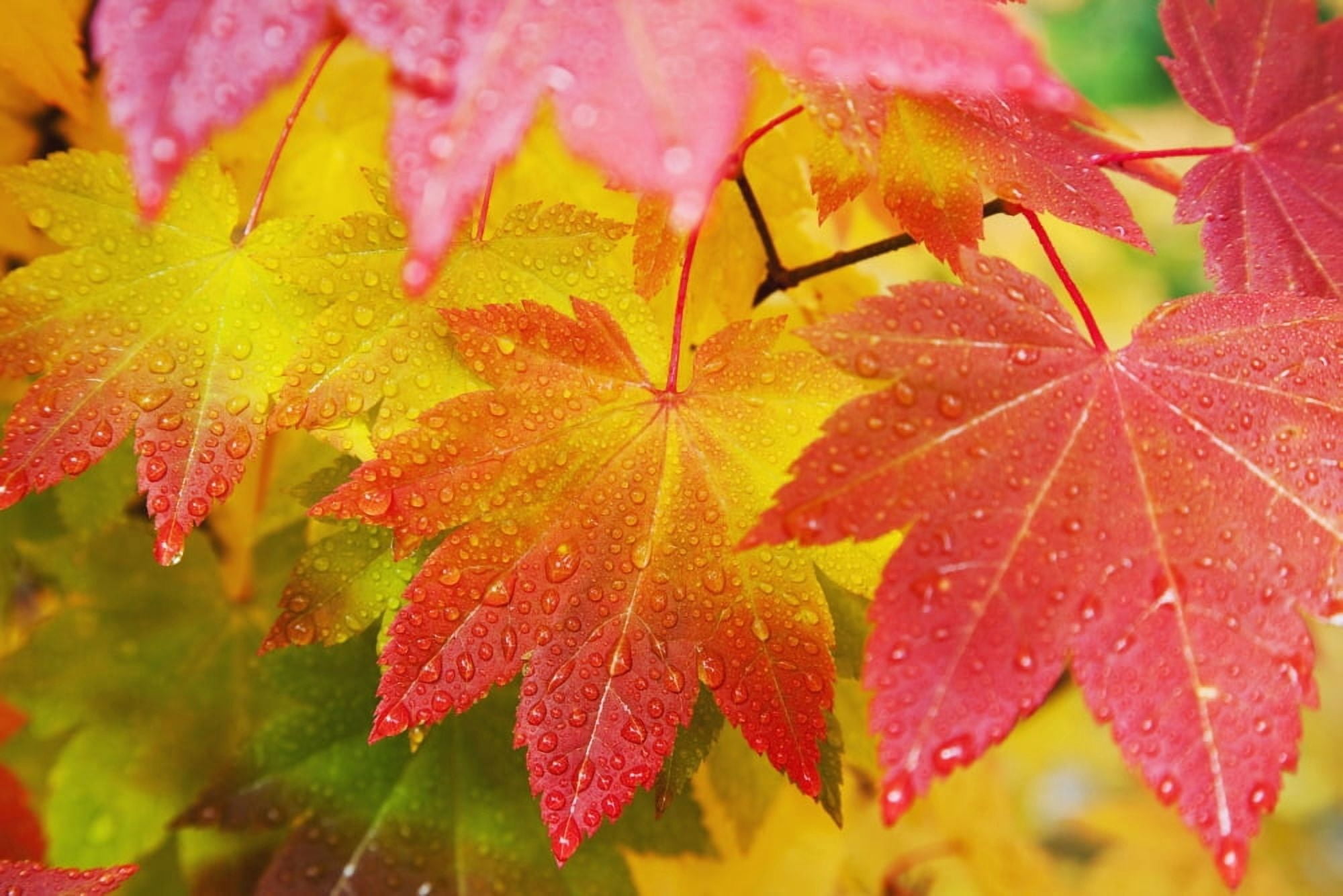 Washington United States Of America Leaves From A Vine Maple In Mount Rainier National Park Canvas Art - Craig Tuttle Design Pics (38 x 24)