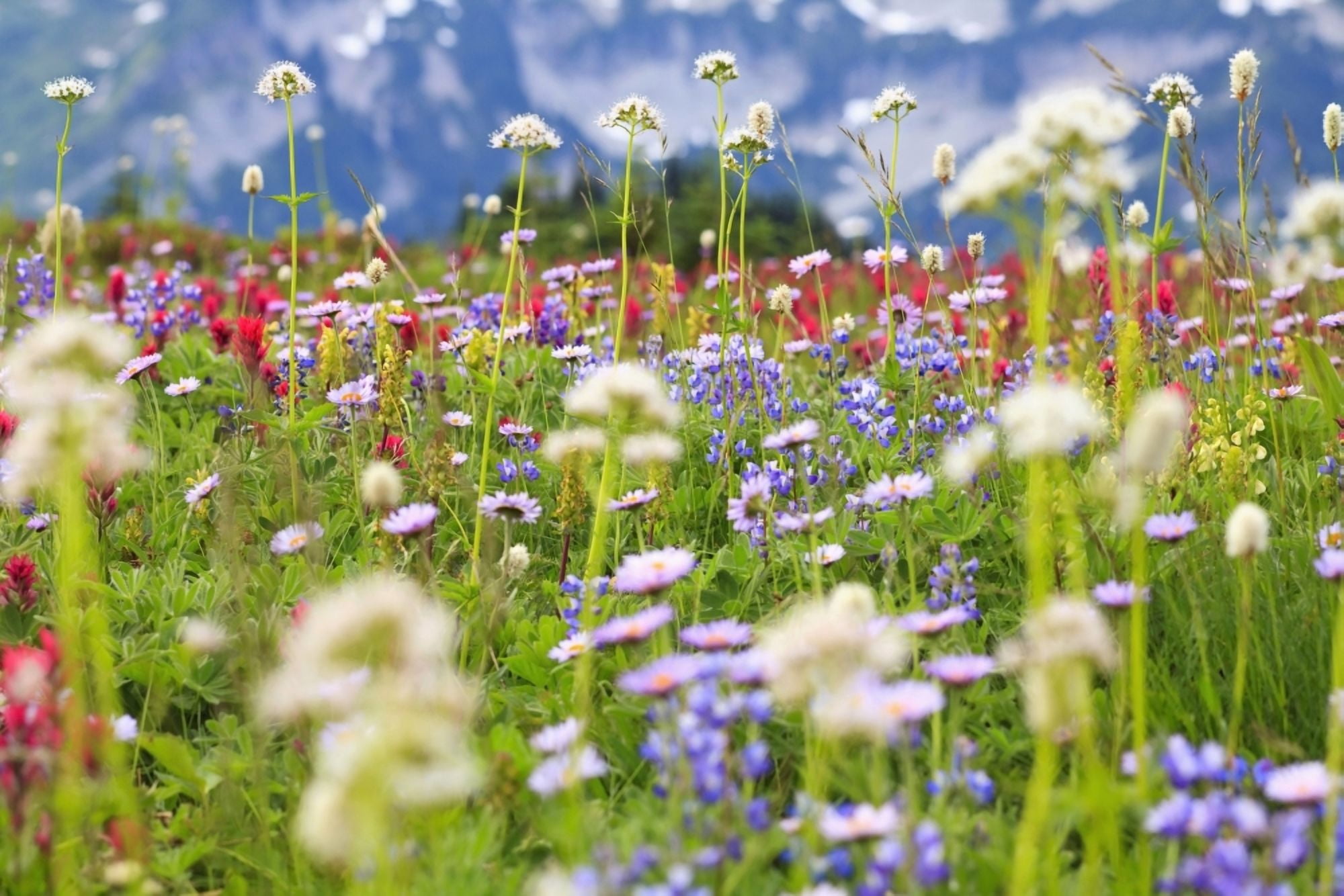 Washington United States Of America Wildflowers In A Meadow In Mt Rainier National Park Canvas Art - Craig Tuttle Design Pics (19 x 12)