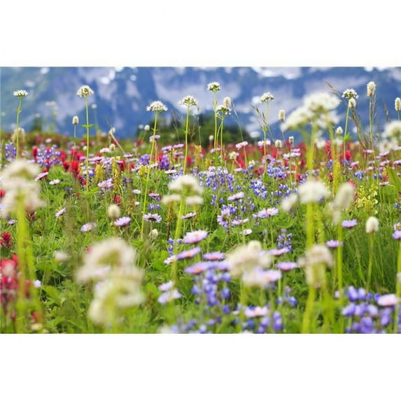 Washington - United States of America - Wildflowers In A Meadow In Mt. Rainier National Park Poster Print