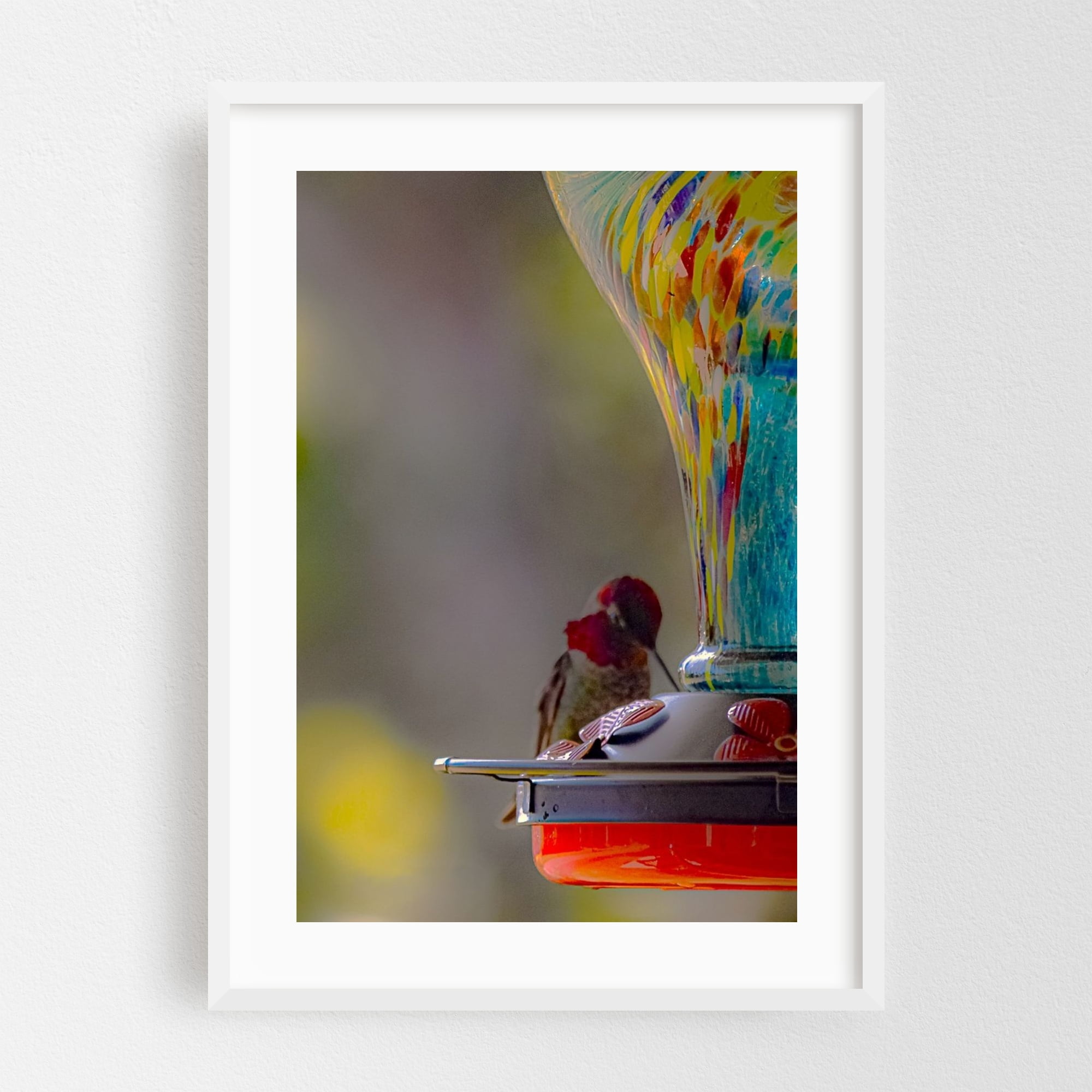 Hummingbird Ocean Washingtoon Rainbow Feeder Oasis Anna's Hummingbird - Ocean Shores ...