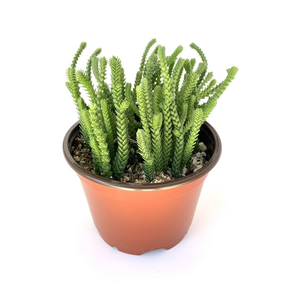 Watch Chain Succulent Crassula Muscosa Live Potted Succulents Houseplants