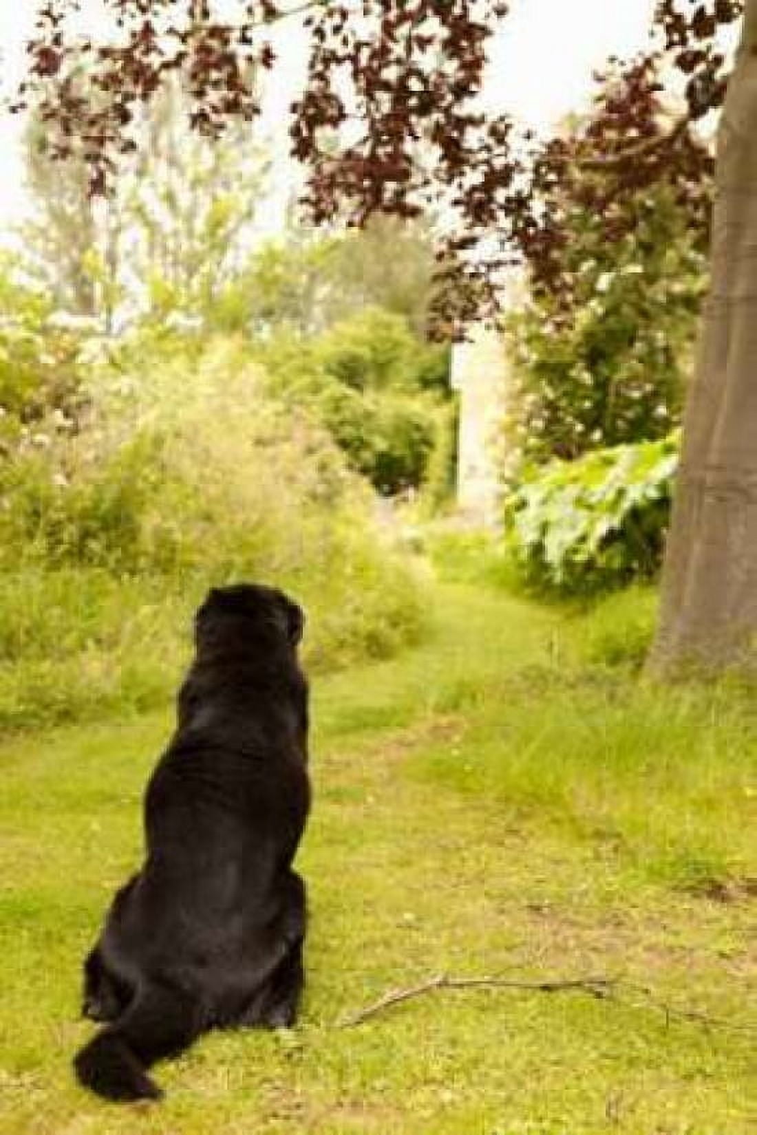 Watch Dog Canvas Art - Karyn Millet (24 x 36)